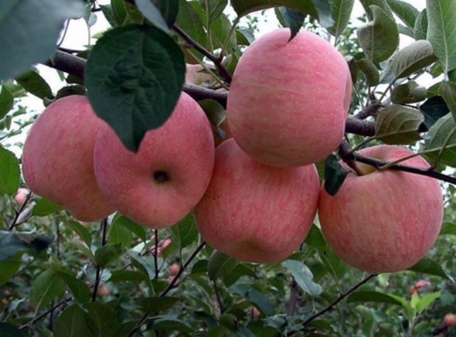 沭阳县苹果种子