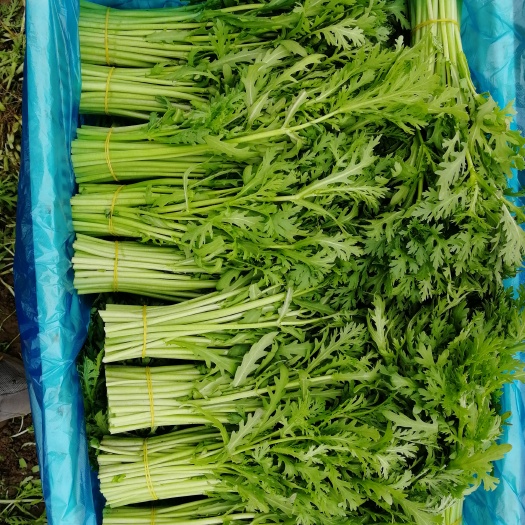 南通小青菜 长期供应上海青各类叶菜