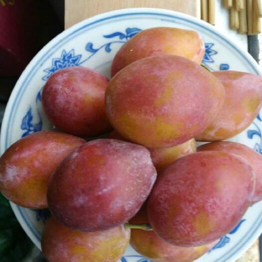 泰安西梅李树苗 