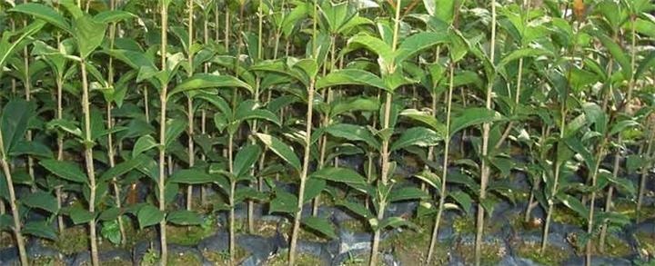 灵山县青橄榄 