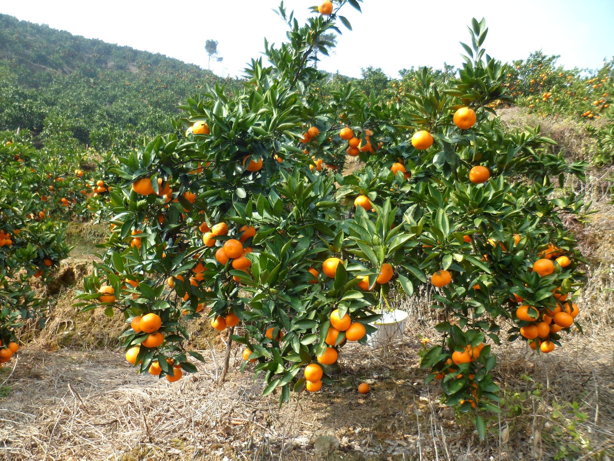 湖南适合种植蜜桔品种(湖南哪里种蜜桔)