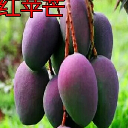 灵山县金煌芒果苗 
