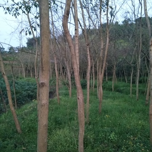 重庆市黄梨苗  黄花梨树
