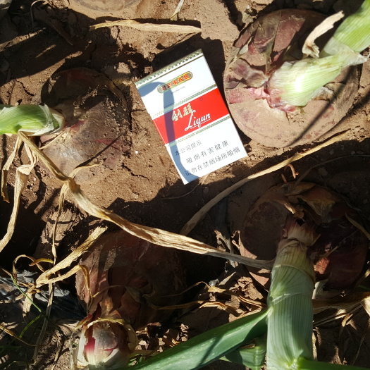 西昌市 西昌鲜洋葱己上市中个头大小均匀，皮毛好。弄好货是我应有的责任