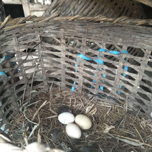 维西县土鸡蛋 食用 箱装