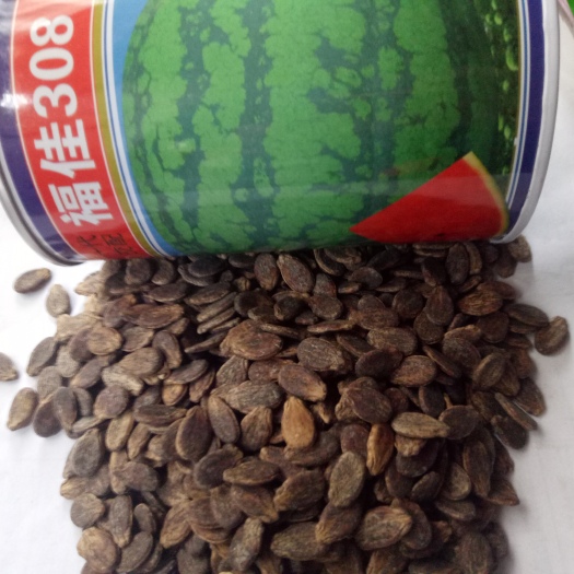 新田县花皮西瓜种子 
