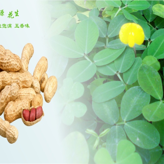 多味花生 五香味   蒜香味花生500g 带壳花生坚果炒货客家特产休闲