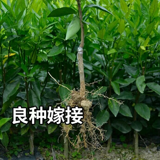 灵山县沃柑苗 