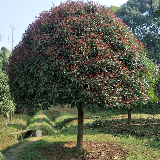 益阳八月桂
