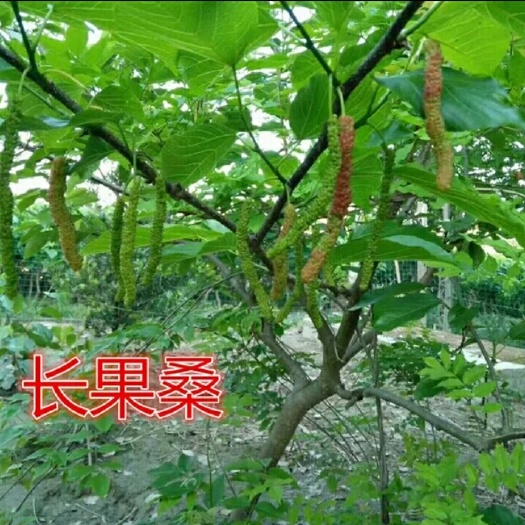 灵山县四季大果桑苗