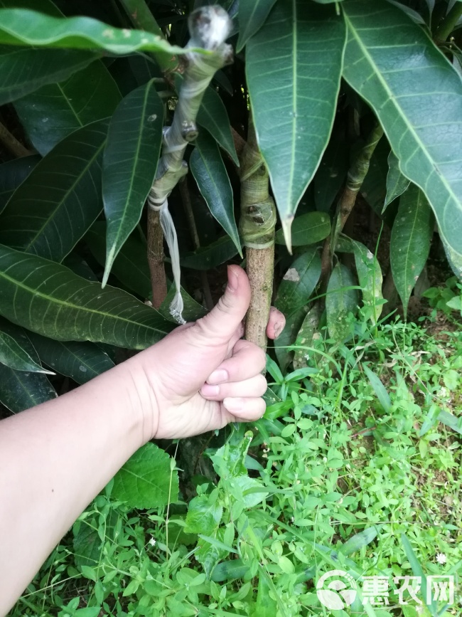 金煌芒果苗 广西金煌芒四季芒嫁接苗品种纯正直生苗