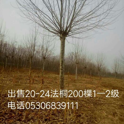 菏泽速生法桐 