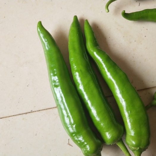 钦州尖椒 10~15cm 靑色 中辣 
