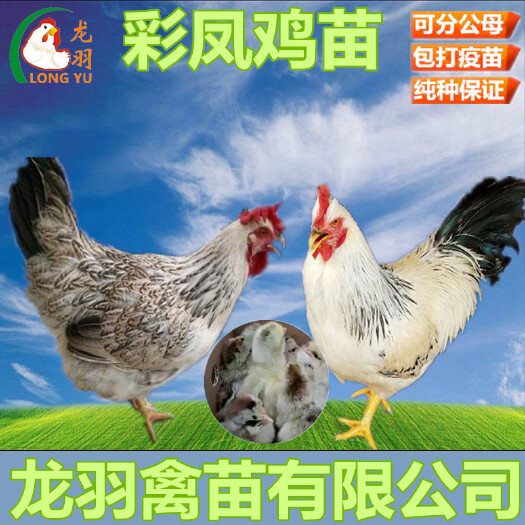 南宁彩凤鸡 
