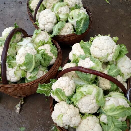 新野县津雪88菜花 紧密 1~2斤