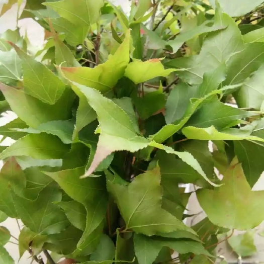 上林县粉叶复叶槭