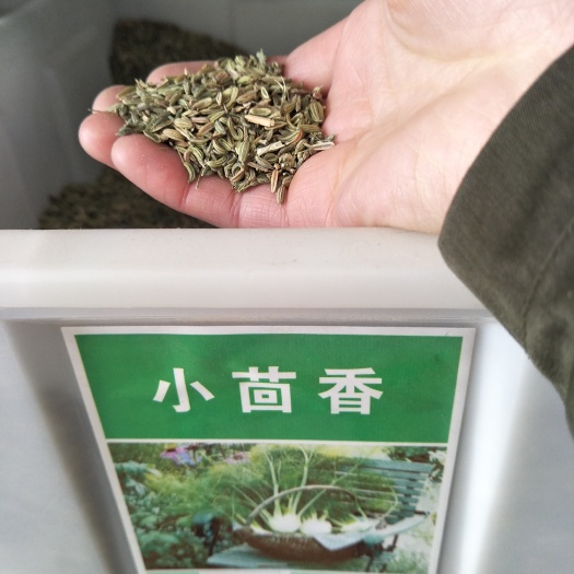 沭阳县小茴香 