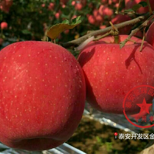 泰安红肉苹果树苗 1~1.5米 