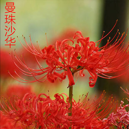商城县曼珠沙华盆栽  曼珠沙华 彼岸花盆栽