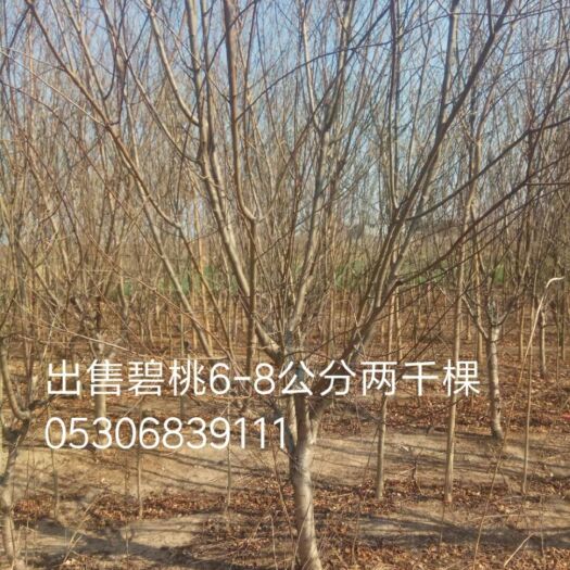菏泽绿叶碧桃 