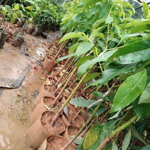 灵山县牛油果苗 0.5米以下 