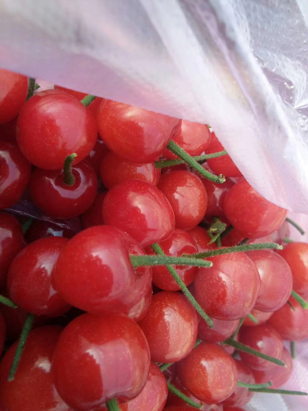 甜樱桃 5-10mm 5g以下