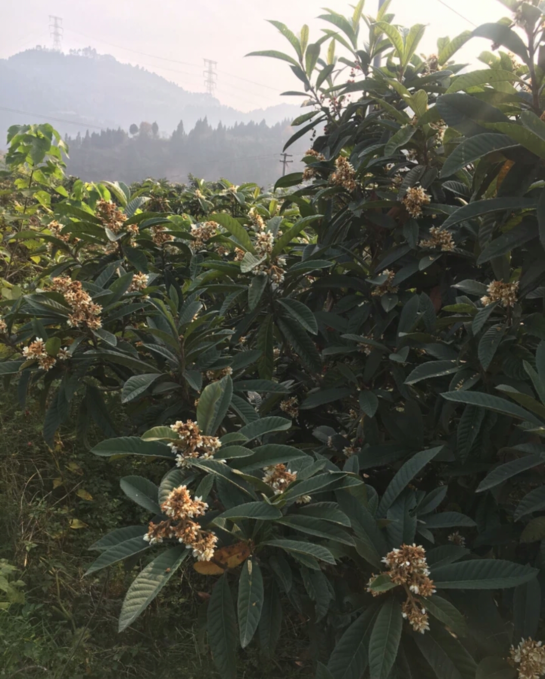 枇杷蜜  2年 塑料瓶装