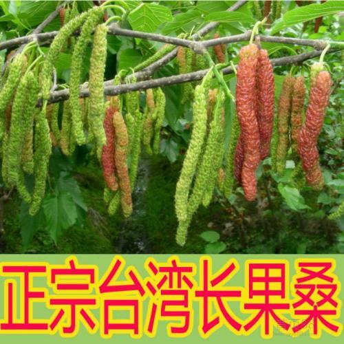 灵山县长果桑苗