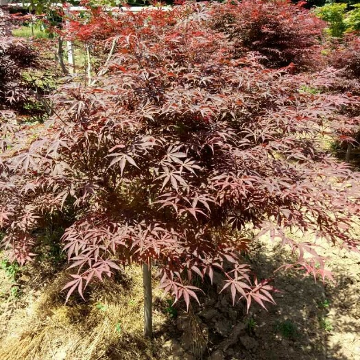 周至县中国红枫/红叶羽毛枫