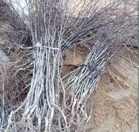 甘肃景泰红枣树苗