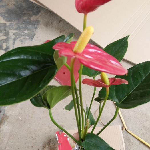 沭阳县红掌 