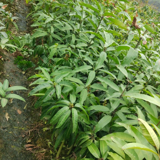 灵山县澳芒苗