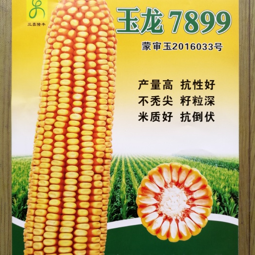 玉龙7899玉米种子  玉米种子