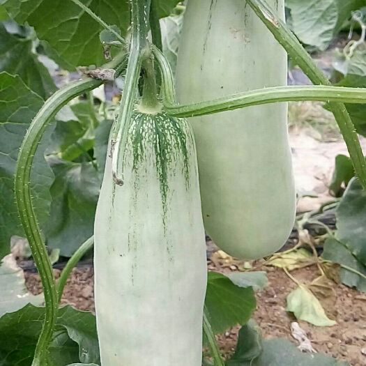 莘县博洋甜瓜   莘县燕店甜瓜已上市
