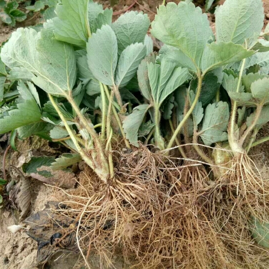 泰安甜查理草莓苗 地栽苗 10~20公分