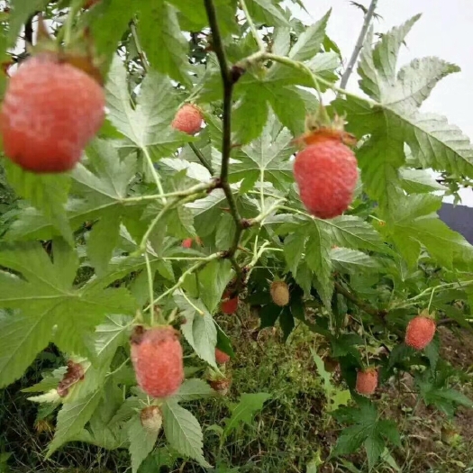 覆盆子种苗 