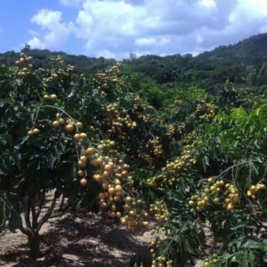 普宁市鸡心黄皮苗 鸡心仁黄皮苗批发高度30公分以上不零卖不包邮