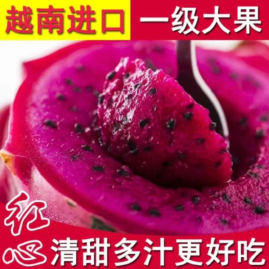 上林县红皮红肉火龙果 大（7两以上）
