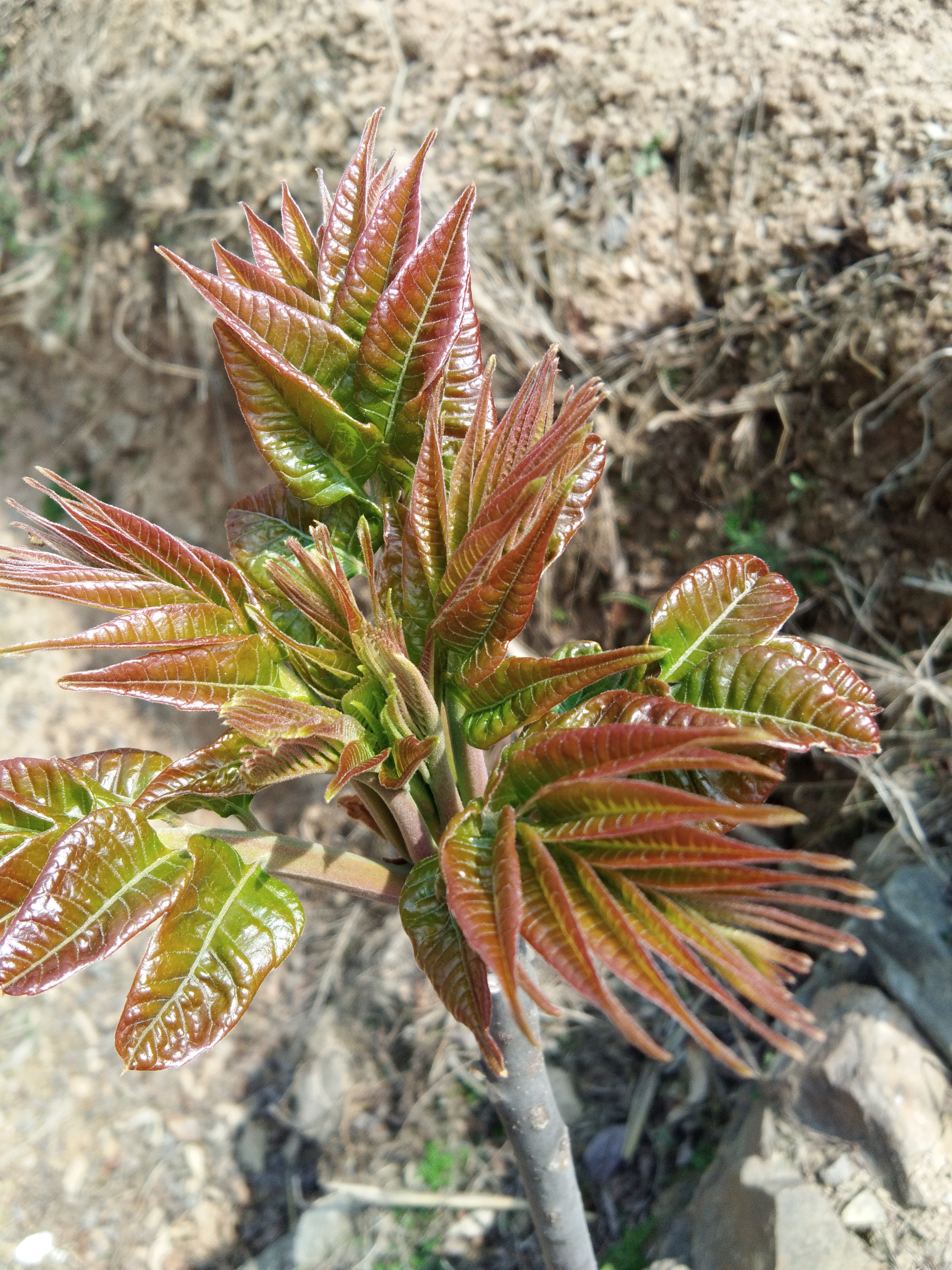 红油香椿芽 露天种植 散装 一级