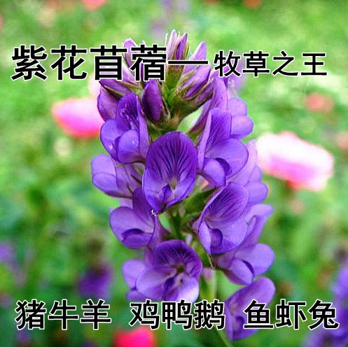 沭阳县紫花苜蓿 