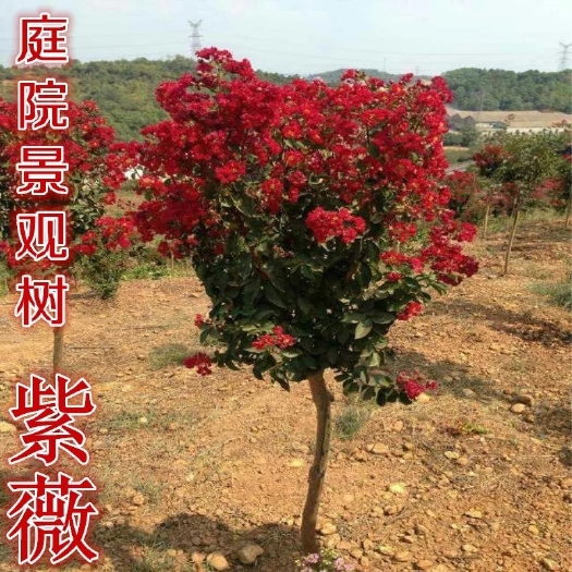 沭阳县紫薇树  速生紫薇  占地苗