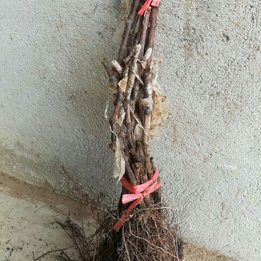 绥中县红宝石无核苗