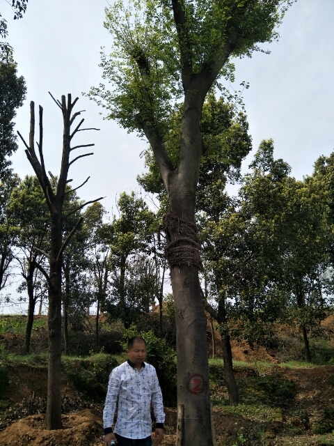 益阳沙朴
