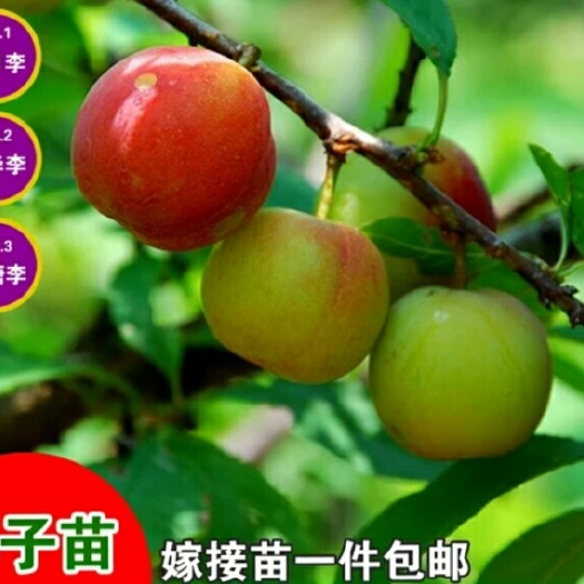 灵山县三华李苗