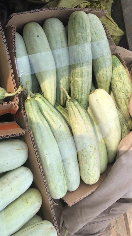 平原县羊角蜜甜瓜 0.3斤以上 