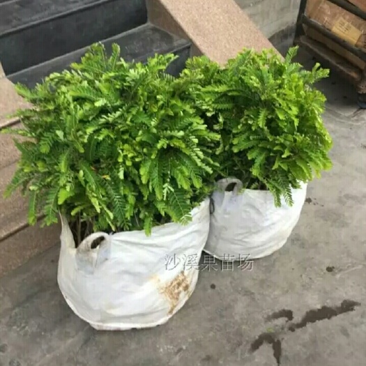 灵山县余甘果苗 0.5~1米