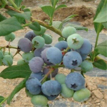 泰安蓝丰蓝莓苗  蓝莓苗50厘米高，当年结果