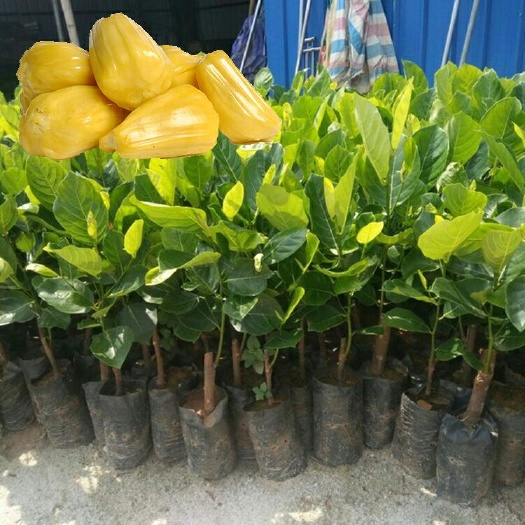 灵山县海大一号菠萝蜜苗