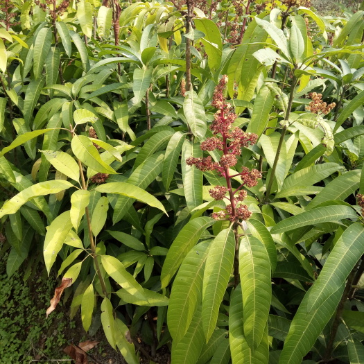 灵山县金煌芒果苗 