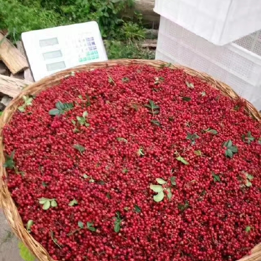汉源县无刺花椒 